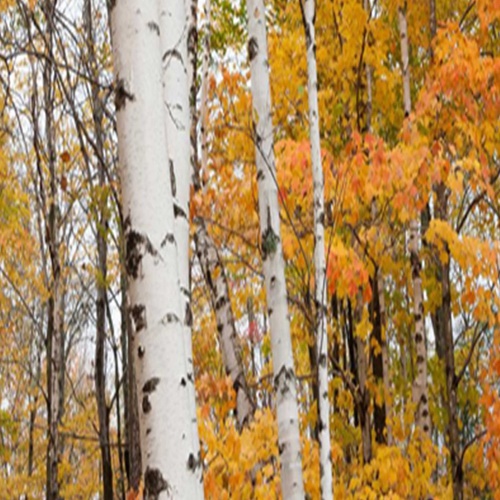 Ozdobný paraván, Březový les na podzim