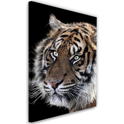 Obraz na plátně Tygr ve volné přírodě