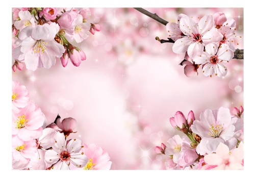 Fototapeta - Spring Cherry Blossom