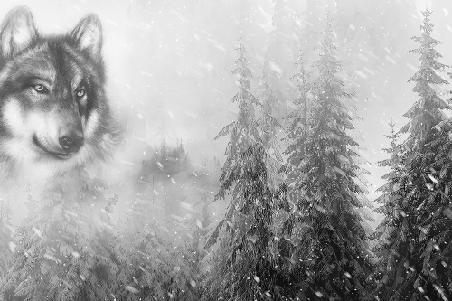 Samolepící tapeta černobílý vlk v zasněžené krajině