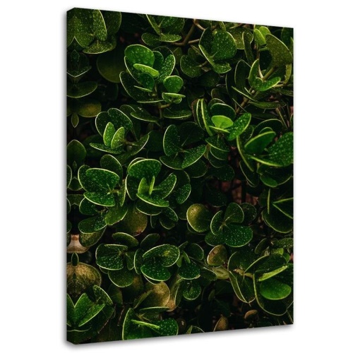 Obraz na plátně Exotické zelené listy