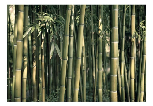 Fototapeta - Bamboo Exotic