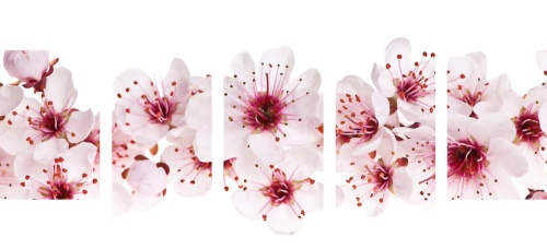 5-dílný obraz třešňové květy