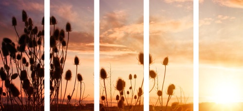 5-dílný obraz stébla trávy při východu slunce