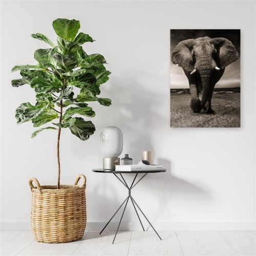 Obraz na plátně Afrika Slon černobílý