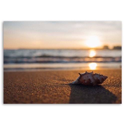 Obraz na plátně Shell Beach Mořský písek