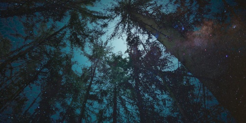 Obraz les pod noční oblohou