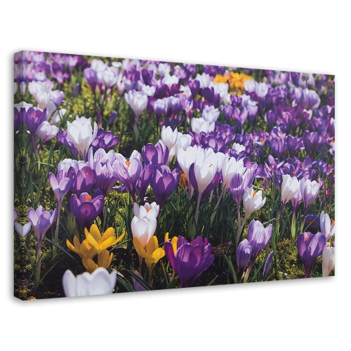Obraz na plátně Květy krokusů Louka Příroda