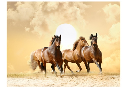 Fototapeta - Running horses