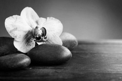 Tapeta orchidej a kameny černobílá