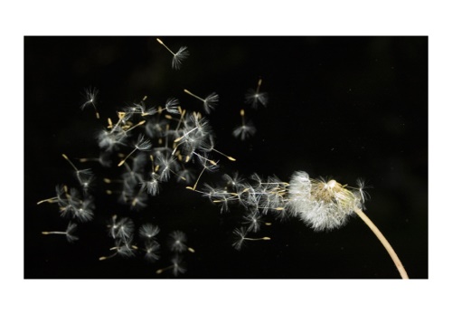 Fototapeta - Pampeliška semena neseny větrem
