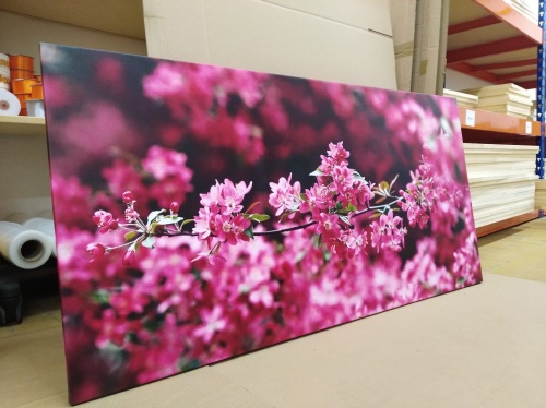 Obraz detailní květiny třešně