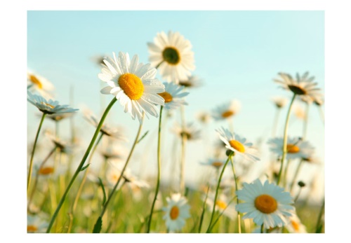 Fototapeta - Daisies - spring meadow