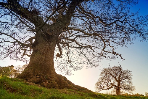 Fototapeta symbióza stromů