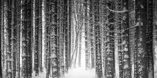Obraz les zahalen sněhem v černobílém provedení
