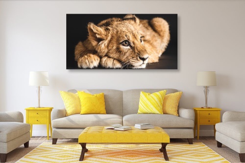 Obraz mládě lva