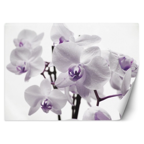 Fototapeta, Kvetoucí orchidej
