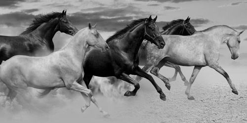 Obraz stádo koní v černobílém provedení