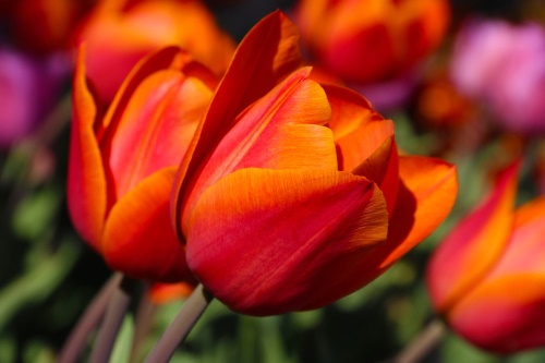 Tapeta nádherné tulipány na zahradě