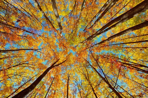 Fototapeta podzimní koruny stromů