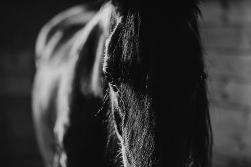 Samolepící fototapeta majestátní černobílý kůň