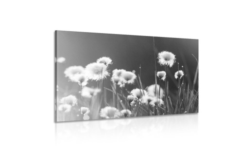 Obraz bavlněná tráva v černobílém provedení