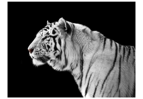 Fototapeta - White tiger