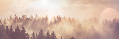 Obraz mlha nad lesem