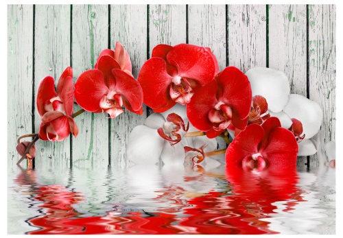 Fototapeta - Ruby orchid