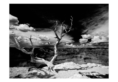 Fototapeta - Grand Canyon tree