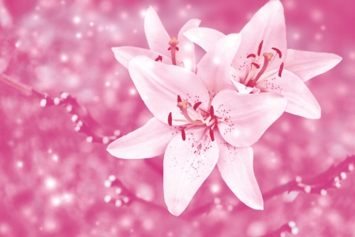 Tapeta lilie v růžovém kabátu
