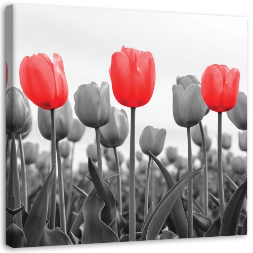 Obraz na plátně, Červený tulipán na louce