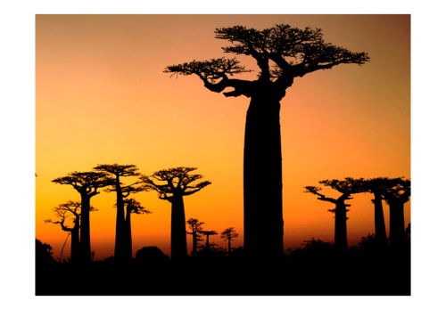 Fototapeta - African baobab trees