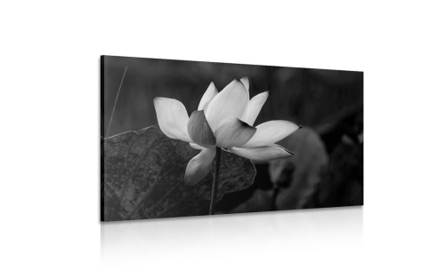 Obraz jemný lotosový květ v černobílém provedení