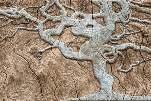Tapeta abstraktní strom na dřevě v béžovém