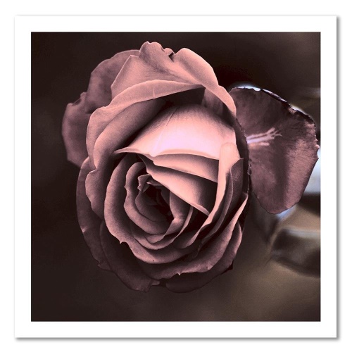 Obraz na plátně, Krásný růžový květ růže