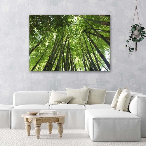Obraz na plátně Příroda bambusového lesa