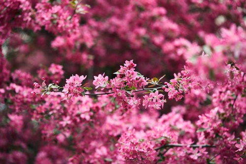 Fototapeta detailní květiny třešně