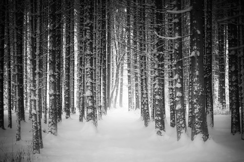 Tapeta zasněžený les v černobílém provedení