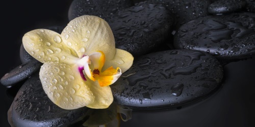 Obraz Zen kameny se žlutou orchidejí