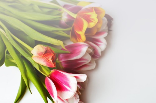Samolepící fototapeta kytice tulipánů