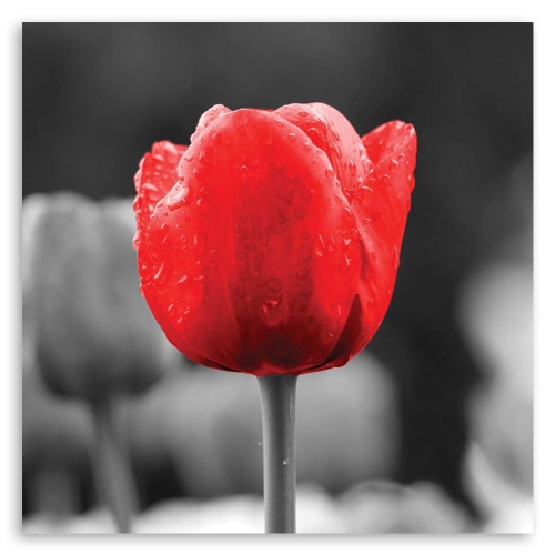 Obraz na plátně Květy červených tulipánů