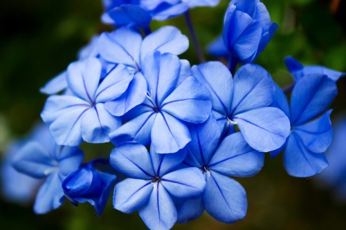 Samolepící fototapeta divoké modré květiny