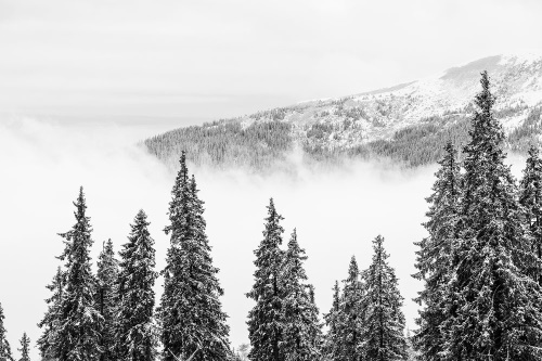 Samolepící fototapeta zasněžené černobílé borové stromy