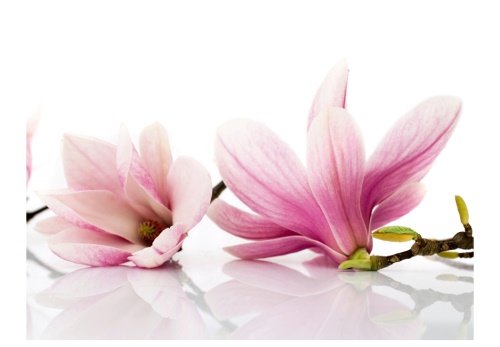 Fototapeta - Magnolia flower