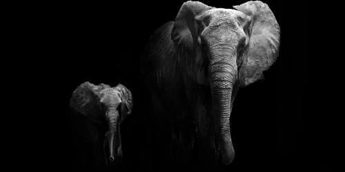 Obraz malý slon a slonice