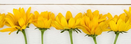 Obraz nádherné žluté květy