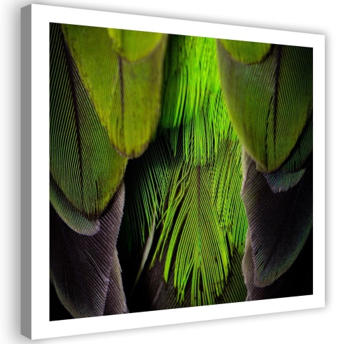 Obraz na plátně, Pírko ptáka zelené