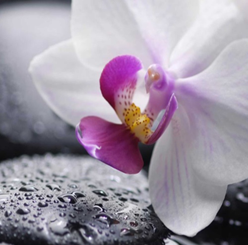 Ozdobný paraván Zenové orchidejové kameny