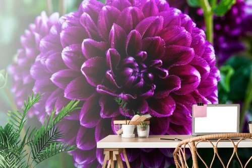 Tapeta překrásný fialový květ